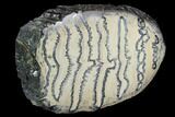 Polished Mammoth Molar Section - South Carolina #125523-2